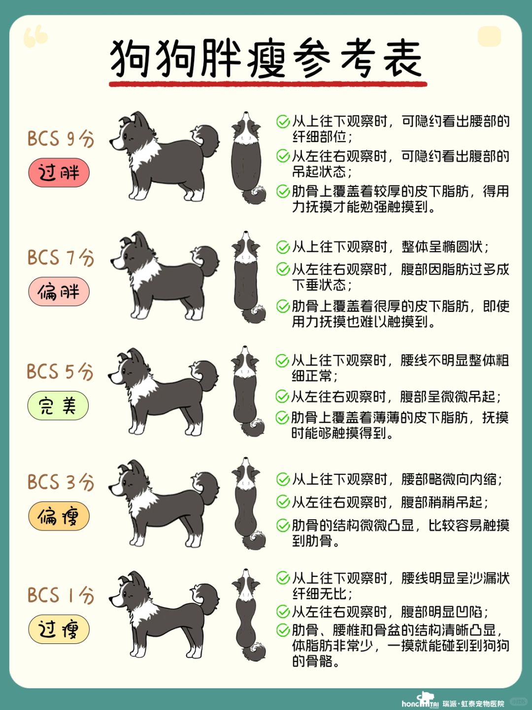 狗狗体重管理指南，观察、评估与合理饲养技巧教你判断狗狗胖瘦之道